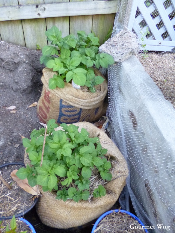 potatoes growing in hesham bags