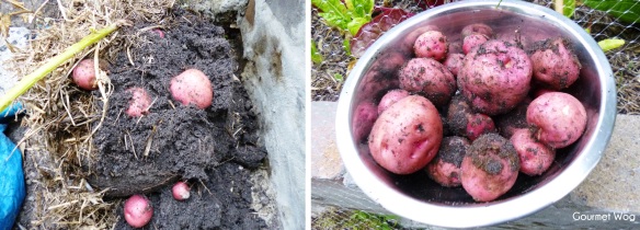 pontiac potato plants undercovered